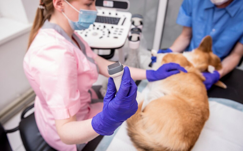 Latest company case about Are dogs sedated for endoscopy?