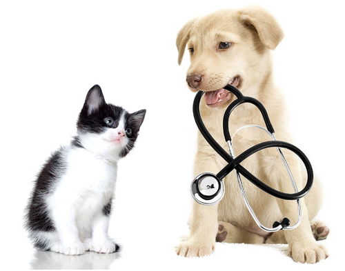 Latest company case about Is it normal for dogs to not eat after endoscopy?